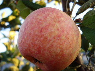 Сорта яблонь для Томской области названия, фото, описание