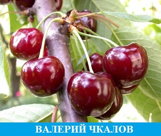 Гибрид вишни и черешни \