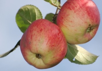 Сорта яблонь для Республики Татарстан названия, фото, описание