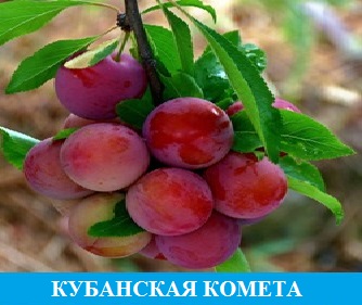 Алыча Кубанская комета