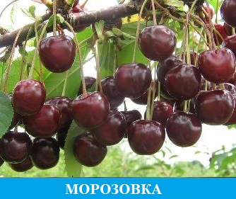 Вишня Морозовка