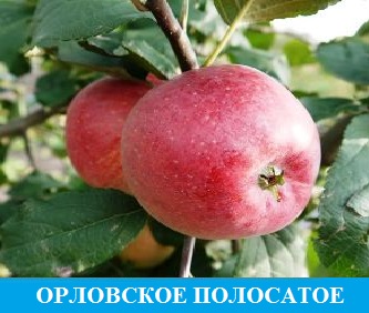 Орловское полосатое