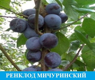 Слива Ренклод Мичуринский