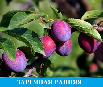 Слива Заречная ранная