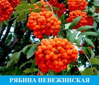 Рябина сладкая Невежинская