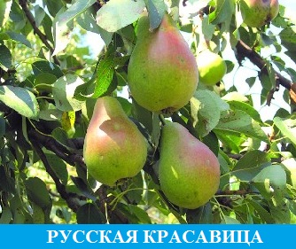 Русская Красавица