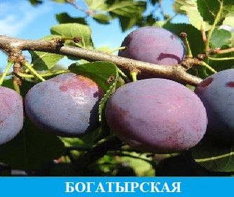 Слива Богатырская