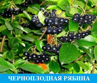 Черноплодная рябина