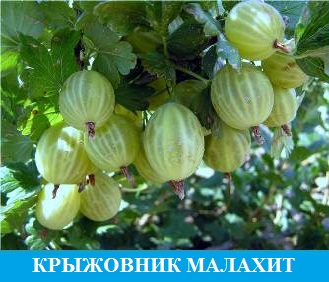 Крыжовник Малахит