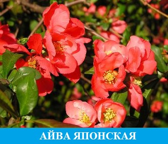 Айва Японская