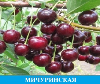 Черешня Мичуринская