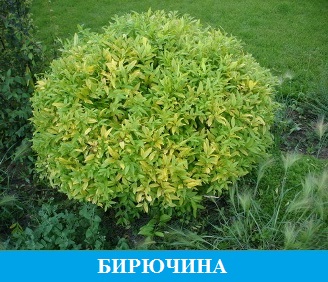 Бирючина