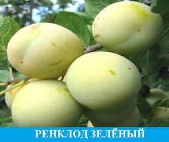 Слива Ренклод Зелёный