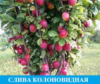 Алыча колоновидная