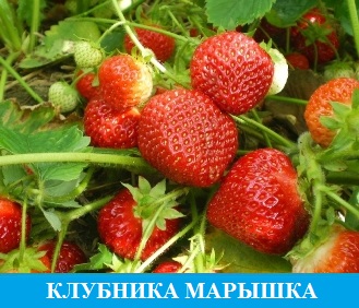 Клубника Марышка